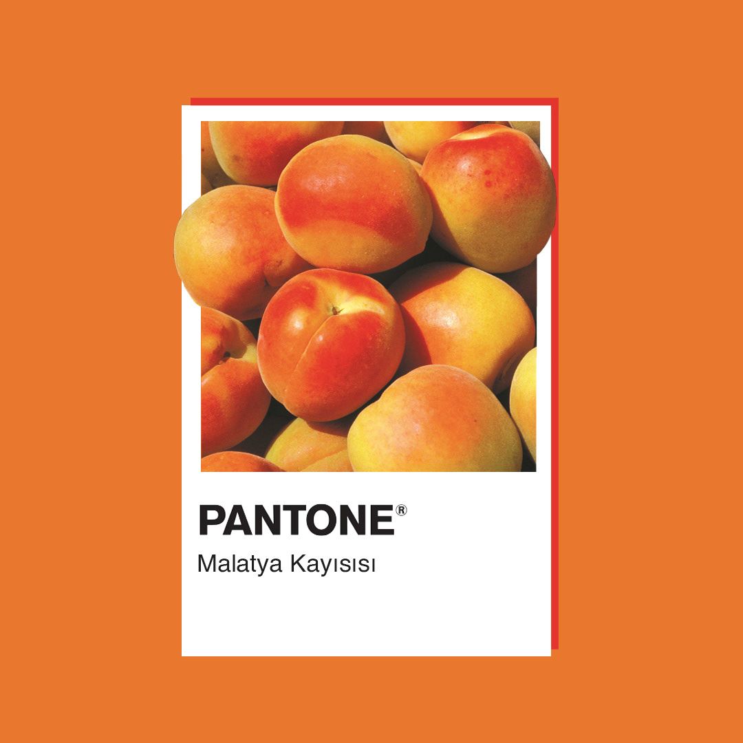 Pantone: il linguaggio universale dei colori